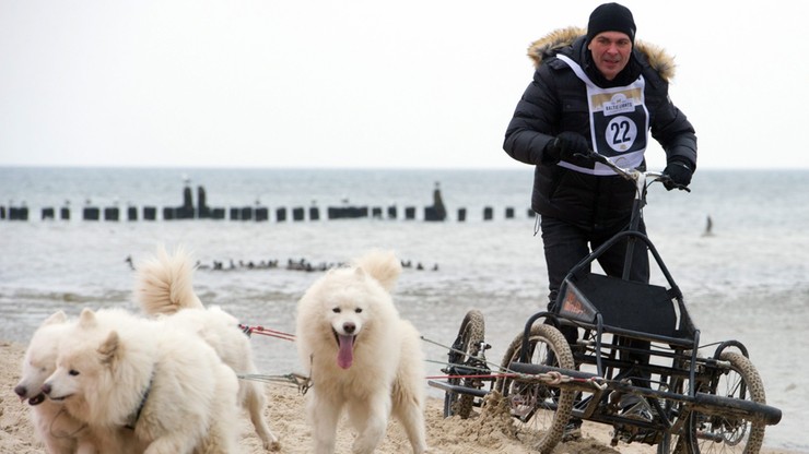 Wyścig zaprzęgów husky bez śniegu. Zamienili sanie na wózki