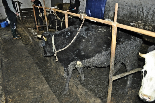 Krowy tonęły we własnych odchodach. Interweniowało Towarzystwo Ochrony Zwierząt