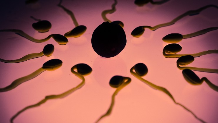 Mogło dojść do pomieszania plemników u 26 par. Holenderska klinika in vitro przyznaje się do błędu