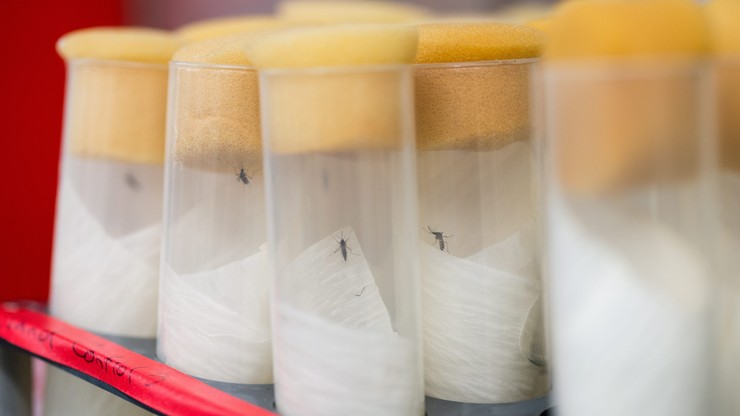 Rosja: pierwszy przypadek zarażenia wirusem Zika