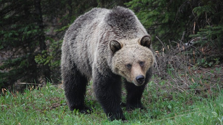 Niedźwiedzie grizli z Yellowstone nie są już pod ochroną