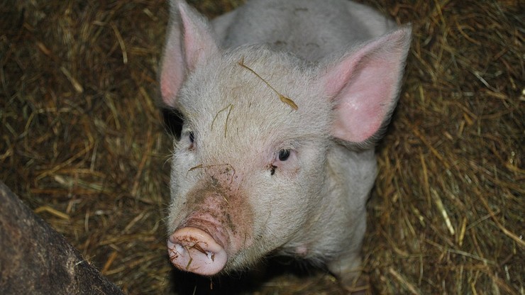 Białoruś czasowo ograniczyła import wieprzowiny z Polski i Rosji