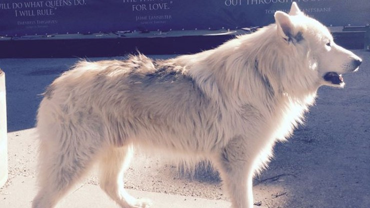 Husky ofiarą "Gry o Tron". Trafiają do schronisk, bo nie każdy umie wychować wilkora