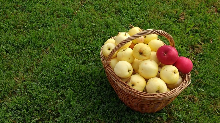 Ceny skupu jabłek nadal niskie. "Producenci krzywią się"