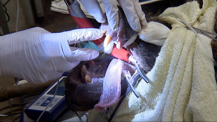 Poznańskie niedźwiedzie u dentysty. 200 euro za godzinę
