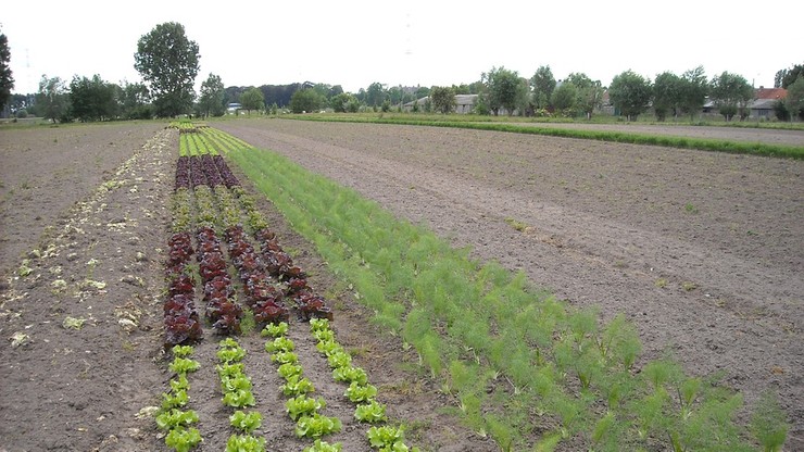 Europosłowie chcą śledztwa w sprawie giganta chemicznego Monsanto