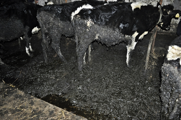 Krowy tonęły we własnych odchodach. Interweniowało Towarzystwo Ochrony Zwierząt