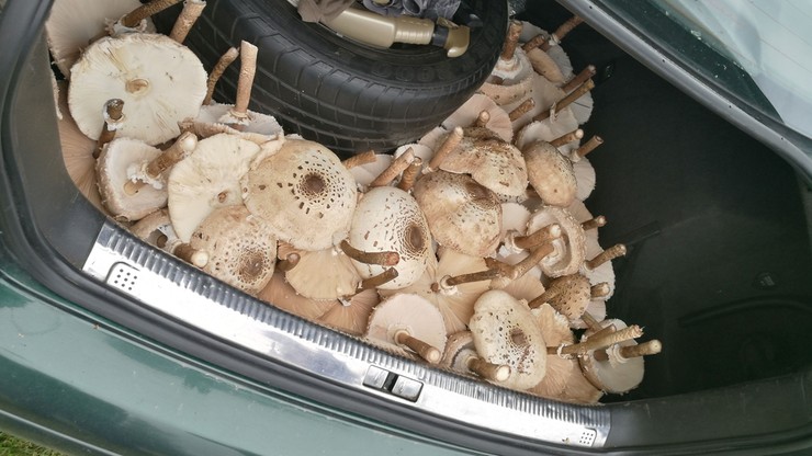 Bagażnik pełen kań. Udane grzybobranie w Dąbrowie pod Piotrkowem