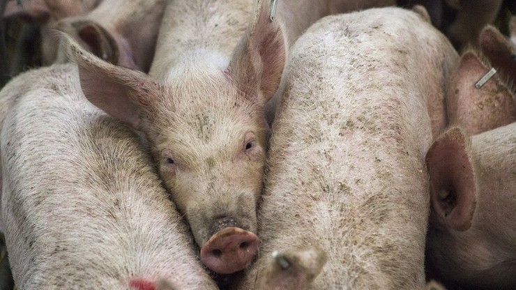 Człowiek odpowiada za zakażenie ASF w gminie Wysokie Mazowieckie - podał Główny Inspektorat Weterynarii