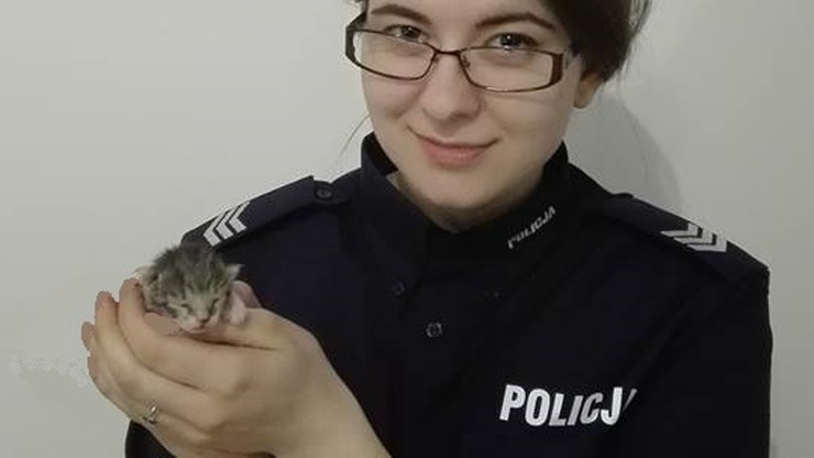 Zakopał żywcem cztery kociaki. Policjantka przygarnęła jedynego, który ocalał