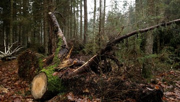 05-12-2017 16:15 "Działamy zgodnie z prawem". Szyszko odpowiada Komisji Europejskiej ws. Puszczy Białowieskiej