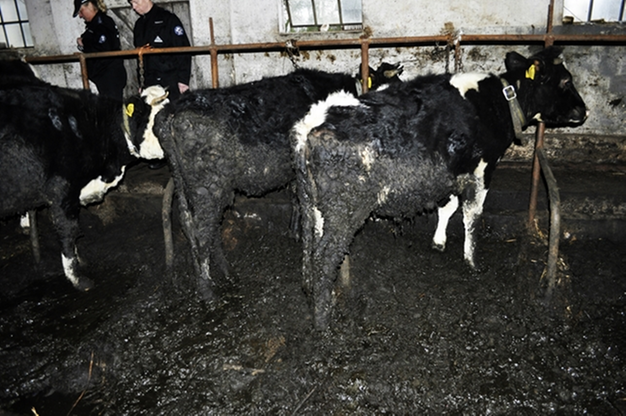 Krowy tonęły we własnych odchodach. Interweniowało Towarzystwo Ochrony Zwierząt