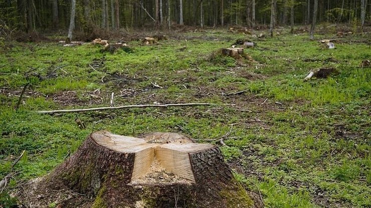 KE oczekuje, że Polska wstrzyma wycinkę w Białowieży