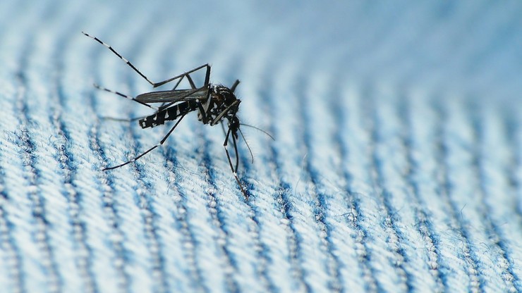 GIS: w Polsce brak warunków do rozprzestrzeniania się wirusa Zika