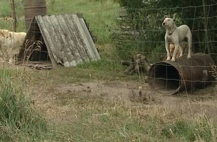 Okrutna, nielegalna hodowla psów
