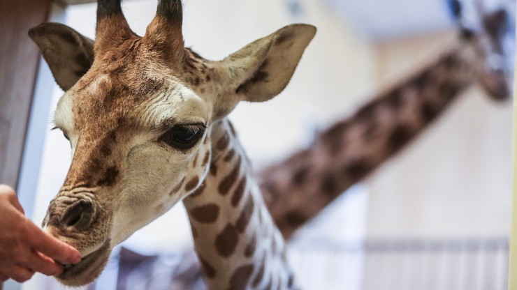 Żyrafek z warszawskiego zoo ma już ponad 2 metry. Można mu składać życzenia