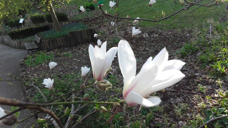 Magnolie zakwitły w Ogrodzie Botanicznym Uniwersytetu Warszawskiego