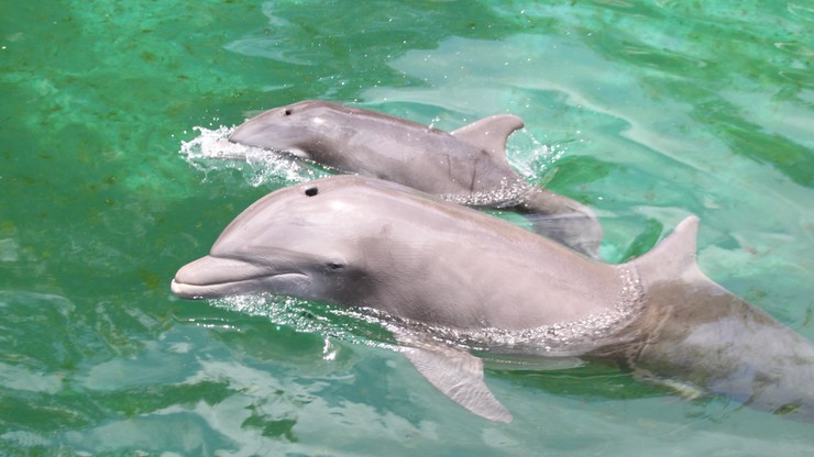 Mały delfin osaczony przez tłum plażowiczów. Robili sobie z nim zdjęcia, dotykali go. Ssak zmarł