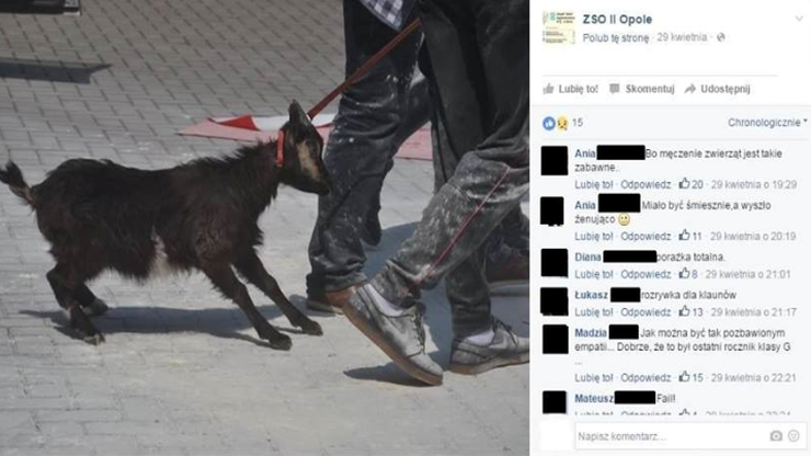 Uczniowie przyprowadzili kozę na apel. Towarzystwo Opieki nad Zwierzętami: powiadomimy prokuraturę