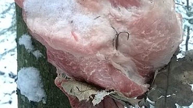 Nadziewał mięso haczykami. Nagrała go fotopułapka