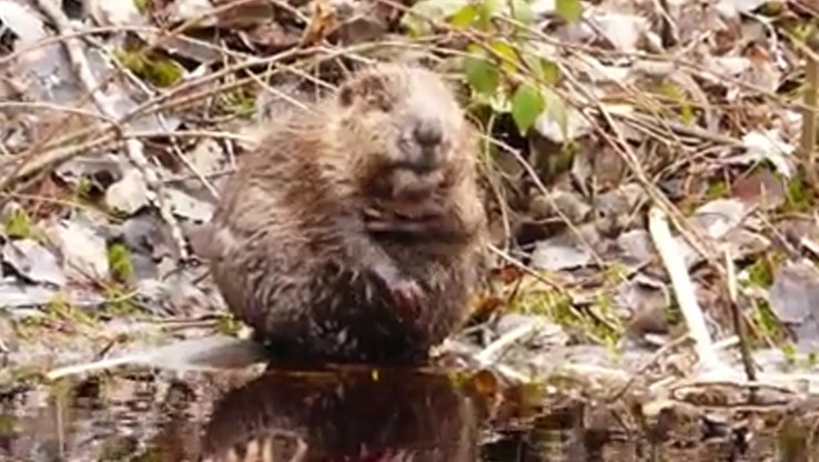 Wiosenna kąpiel bobra podbija internet. Prawdziwa szkoła codziennej higieny