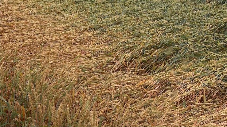 Ponad 200 poszkodowanych gospodarstw rolnych po piątkowych nawałnicach